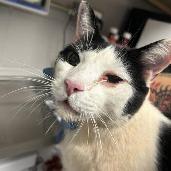 Domestic Short Hair Cats Available for Adoption in Greenville, South Carolina - Pinkie | PetCurious