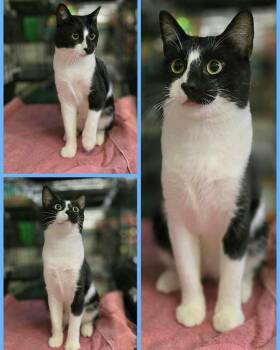 Rescue Manx Cats for Adoption in Lubbock, Texas - Tamir | PetCurious