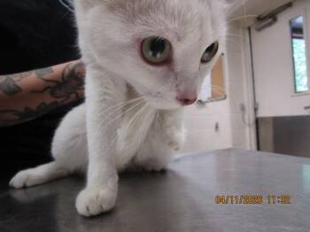 Domestic Short Hair Cats Available for Adoption - Sprinkle(604) | PetCurious