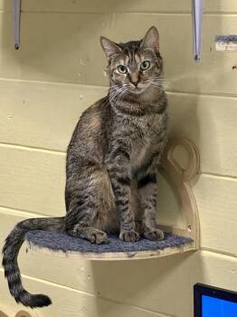 Sally -  Tabby and Calico Cat for Adoption in Phoenix, Arizona - Sally | PetCurious