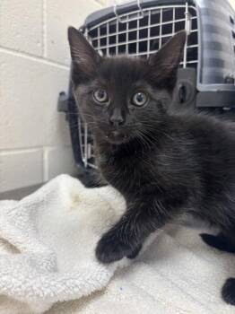 Jelly Mayonnaise -  Domestic Short Hair Cat for Adoption in Santa Rosa, California - Jelly Mayonnaise | PetCurious