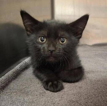 Taneese -  Domestic Short Hair Cat for Adoption in Vancouver, Washington - Taneese | PetCurious