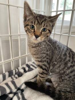 Valentina -  Tabby and Domestic Short Hair Cat for Adoption in Island Lake, Illinois - Valentina | PetCurious