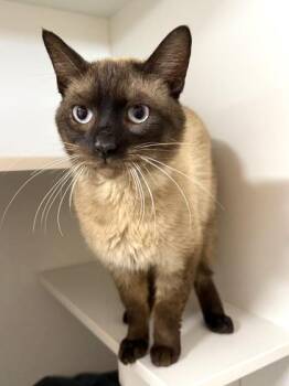Milton -  Siamese and Domestic Short Hair Cat for Adoption in West Chester, Pennsylvania - Milton | PetCurious