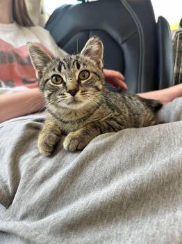 Domestic Short Hair Cats Available for Adoption in East Lansing, Michigan - Teddy | PetCurious