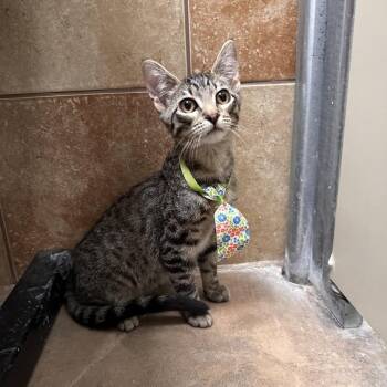 Lime -  Domestic Short Hair Cat for Adoption in Spokane, Washington - Lime | PetCurious