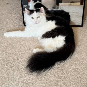 Angus -  Domestic Long Hair Cat for Adoption in Gibsonia, Pennsylvania - Angus | PetCurious