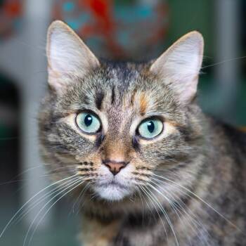 Zoey -  Domestic Medium Hair Cat for Adoption in Evansville, Indiana - Zoey | PetCurious