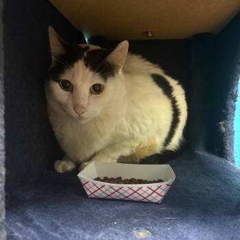 Rory -  Domestic Short Hair Cat for Adoption in Spokane, Washington - Rory | PetCurious