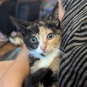 Rescue Domestic Short Hair Cats for Adoption in Fairfax, Virginia - Astrid | PetCurious