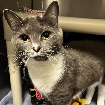 Cherry -  Domestic Short Hair Cat for Adoption in Marshall, Virginia - Cherry | PetCurious