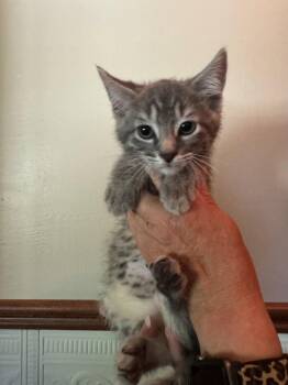 Goose Kitten -  Domestic Short Hair Cat for Adoption in Mukwonago, Wisconsin - Goose Kitten | PetCurious
