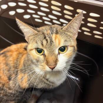 Zinnia -  Domestic Short Hair Cat for Adoption in Charlottesville, Virginia - Zinnia | PetCurious