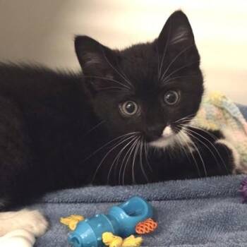Domestic Short Hair Cats Available for Adoption in Voorhees Township, New Jersey - Sonny | PetCurious