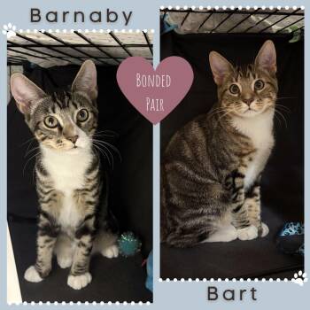Rescue Domestic Short Hair Cats for Adoption in Delta, British Columbia - Barnaby And Bart | PetCurious