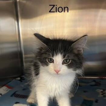 Zion -  Domestic Medium Hair Cat for Adoption in Knoxville, Tennessee - Zion | PetCurious