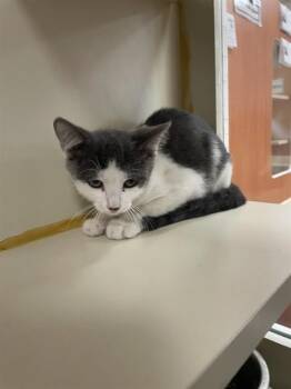 A1931781 -  Domestic Short Hair Cat for Adoption in Thousand Palms, California - A1931781 | PetCurious