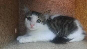 Mr. Guy -  Domestic Medium Hair and Domestic Short Hair Cat for Adoption in Houston, Texas - Mr. Guy | PetCurious