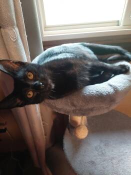Binx -  Domestic Short Hair Cat for Adoption in Menasha, Wisconsin - Binx | PetCurious