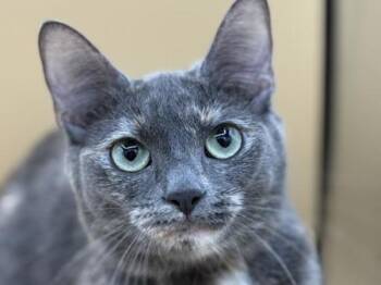 Coco -  Domestic Short Hair Cat for Adoption in Portland, Oregon - Coco | PetCurious