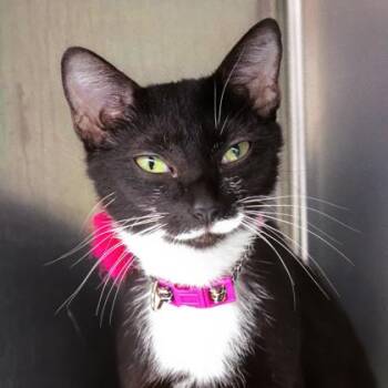 Zena -  Domestic Short Hair Cat for Adoption in Atlanta, Georgia - Zena | PetCurious