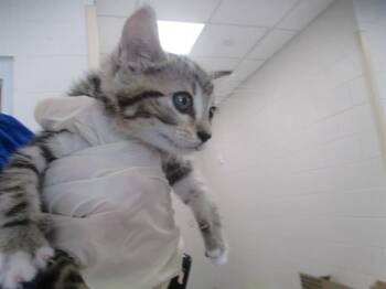 A384816 -  Domestic Short Hair Cat for Adoption in Ocala, Florida - A384816 | PetCurious