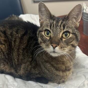 Toby -  Domestic Short Hair Cat for Adoption in Merriam, Kansas - Toby | PetCurious