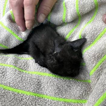 Asteria -  Domestic Short Hair Cat for Adoption in Volcano, Hawaii - Asteria | PetCurious