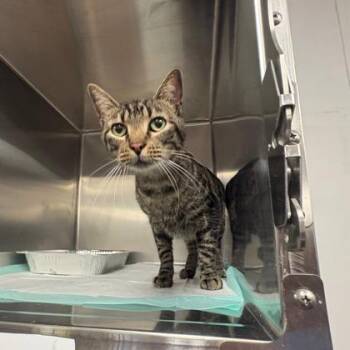 Richard -  Domestic Short Hair Cat for Adoption in Fort Worth, Texas - Richard | PetCurious