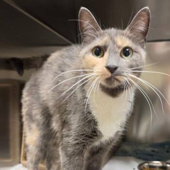 Frida -  Domestic Short Hair Cat for Adoption in Asheville, North Carolina - Frida | PetCurious