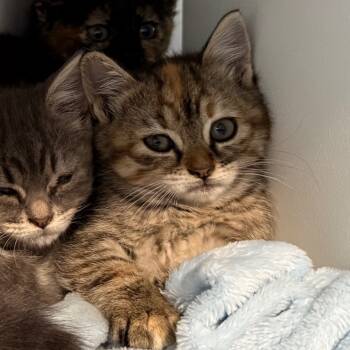 Rescue Domestic Short Hair Cats for Adoption in Cedaredge, Colorado - Azure | PetCurious