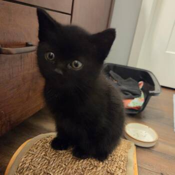 Skinny Pete -  Domestic Short Hair Cat for Adoption in Priest River, Idaho - Skinny Pete | PetCurious