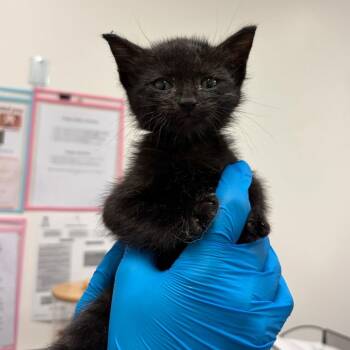 Domestic Short Hair Cats Available for Adoption in Edinburg, Texas - Ursula U1 | PetCurious