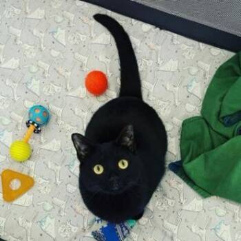 Jiji -  Domestic Short Hair Cat for Adoption in Harrisonburg, Virginia - Jiji | PetCurious