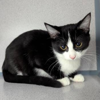 Huggie -  Domestic Short Hair Cat for Adoption in Evansville, Indiana - Huggie | PetCurious