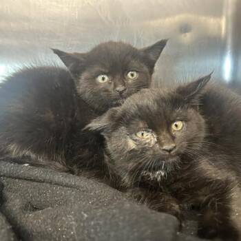 Pearl (green collar) -  Domestic Long Hair Cat for Adoption in Redwood City, California - Pearl (green Collar) | PetCurious
