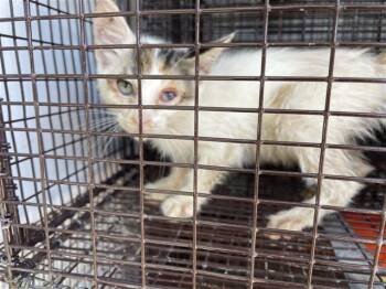 Domestic Short Hair Cats Available for Adoption in Houston, Texas - A656850 | PetCurious