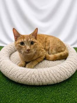 Celeste -  Domestic Short Hair Cat for Adoption in Covington, Louisiana - Celeste | PetCurious