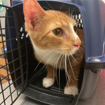 Domestic Short Hair Cats Available for Adoption in Monroe, Louisiana - Fussy | PetCurious
