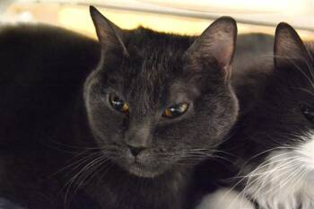 STRIKER -  Domestic Short Hair Cat for Adoption in Colorado Springs, Colorado - STRIKER | PetCurious