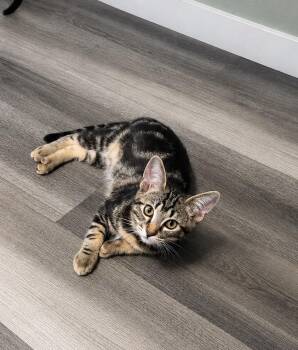 Bruce Banner -  Domestic Short Hair Cat for Adoption in Rio Linda, California - Bruce Banner | PetCurious