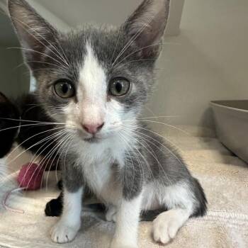 Duke -  Domestic Short Hair Cat for Adoption in Walnut Creek, California - Duke | PetCurious
