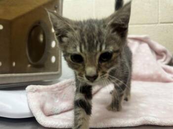 A551555 -  Domestic Short Hair Cat for Adoption in Moreno Valley, California - A551555 | PetCurious
