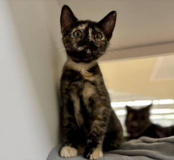 Camellia (needs to be adopted with littermate) -  Domestic Short Hair Cat for Adoption in Oakland, California - Camellia (needs To Be Adopted With Littermate) | PetCurious