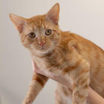 Oscar -  Domestic Short Hair Cat for Adoption in Buffalo, Minnesota - Oscar | PetCurious
