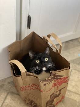 Rescue Domestic Short Hair Cats for Adoption - Wally | PetCurious