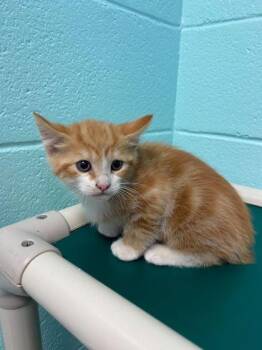 Domestic Short Hair Cats Available for Adoption in Spruce Pine, North Carolina - Fregley | PetCurious