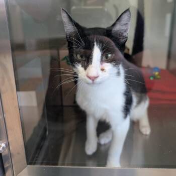 Harley -  Domestic Short Hair Cat for Adoption in Reno, Nevada - Harley | PetCurious