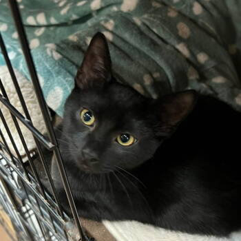 Rescue Domestic Short Hair Cats for Adoption in Blasdell, New York - Nike | PetCurious