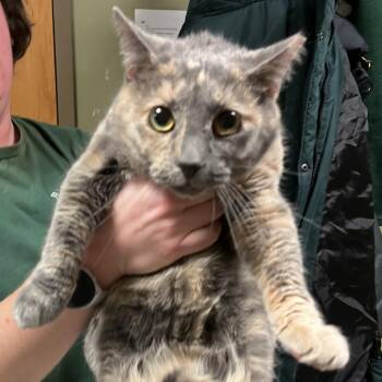Domestic Short Hair Cats Available for Adoption - Rayna | PetCurious